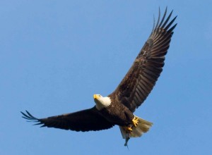 bald eagle- public domain image